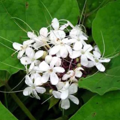 Bạch đồng nữ