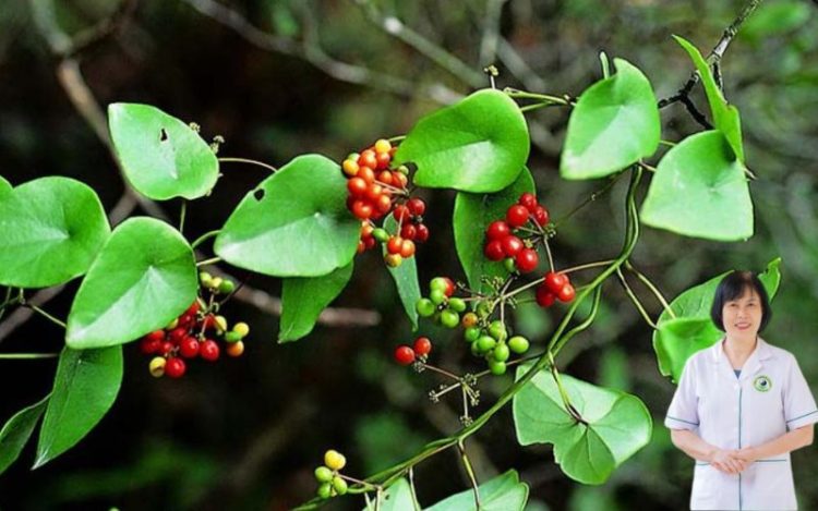 Cây Lõi Tiền