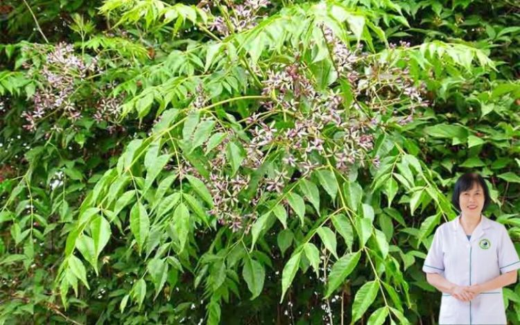 Lá xoan có tác dụng gì