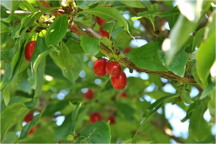 Vị thuốc Sơn thù du