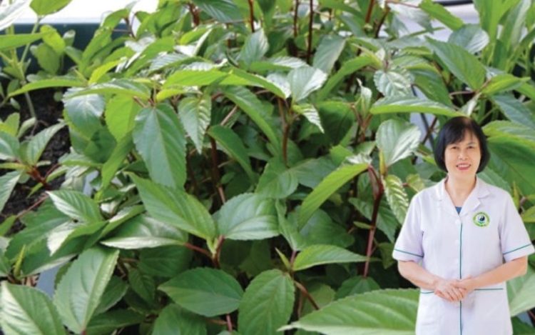 Tác dụng của rau đay