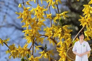 Liên kiều dưới góc nhìn Đông y: Thanh nhiệt giải độc, hỗ trợ viêm nhiễm và chăm sóc sức khỏe phụ nữ toàn diện