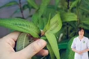 Ăn rau răm theo Đông y có làm tổn thương thận tinh, ảnh hưởng sinh sản không?