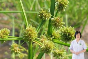 Hương phụ – “Linh dược” của phái nữ trong Đông y: Lý khí giải uất, điều hòa kinh nguyệt và giảm đau tự nhiên