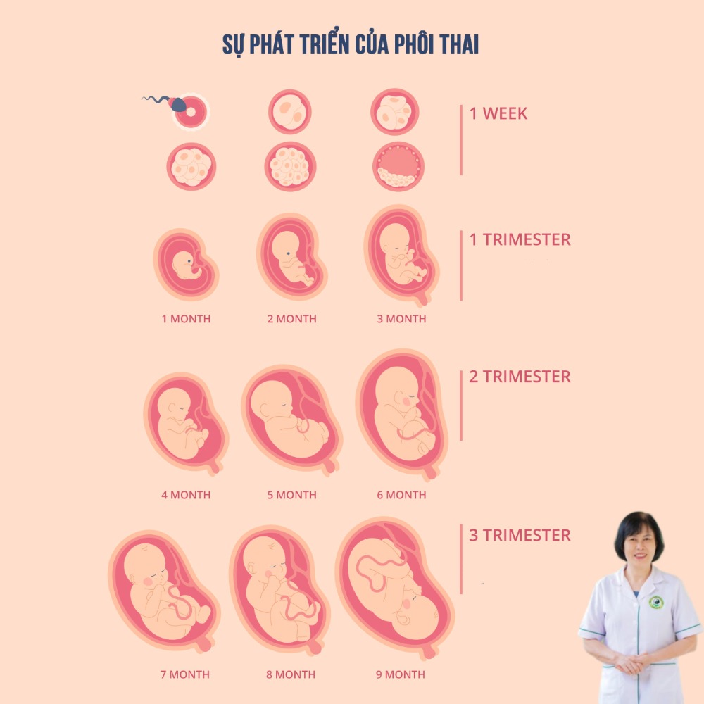 dấu hiệu thụ thai th&agrave;nh c&ocirc;ng sau 5 ng&agrave;y