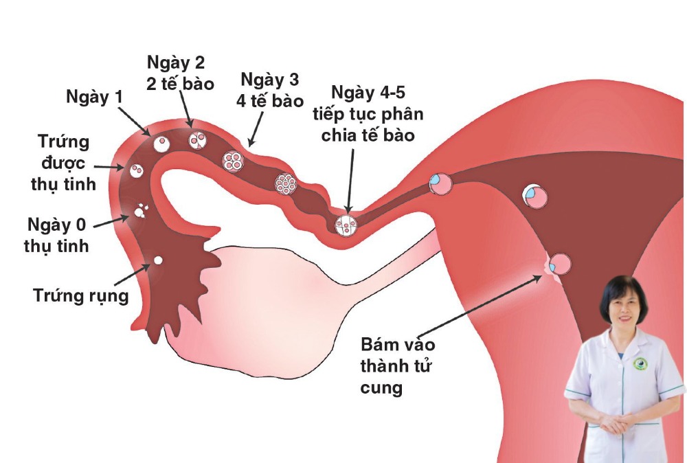 qu&aacute; tr&igrave;nh thụ thai v&agrave; ph&aacute;t triển của thai nhi