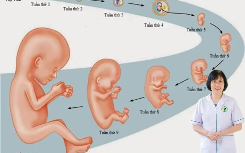 Quá trình thụ thai