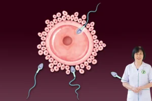 Hành trình tinh huyết hội tụ: Quá trình thụ thai diễn ra mất bao lâu theo góc nhìn đông y?