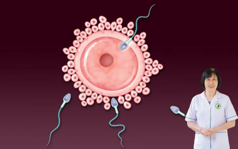 Quá trình thụ thai mất bao lâu