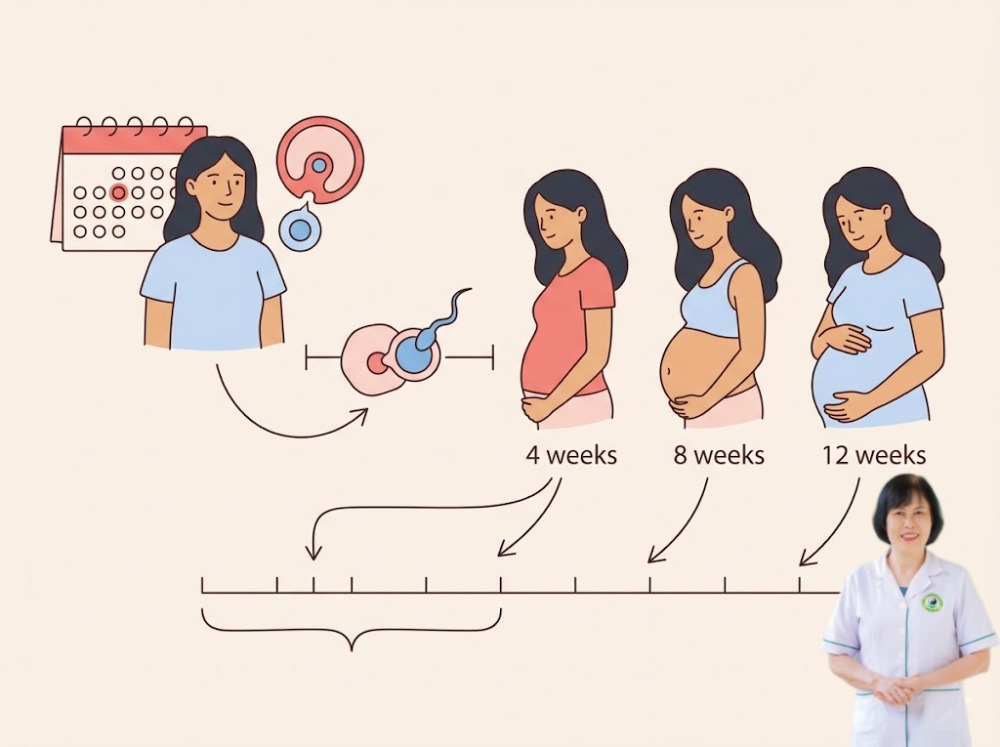 th&aacute;ng thụ thai đ&ocirc;ng y