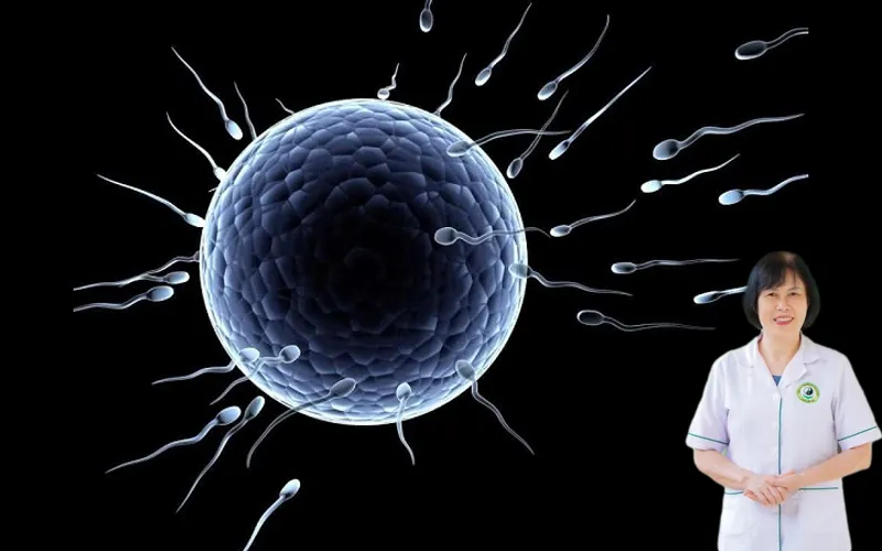 Thụ thai l&agrave; g&igrave;