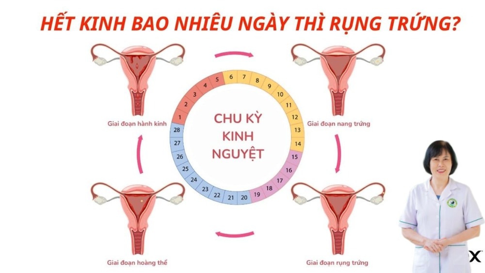 trứng bao nhi&ecirc;u mm th&igrave; dễ thụ thai