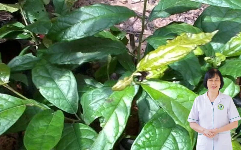 Uống xạ đen có gây vô sinh không