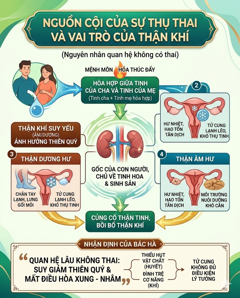 Nguồn cội của sự thụ thai v&agrave; vai tr&ograve; của Thận kh&iacute;